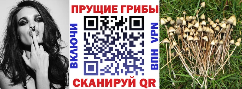 Псилоцибиновые грибы мицелий  omg tor  Йошкар-Ола 